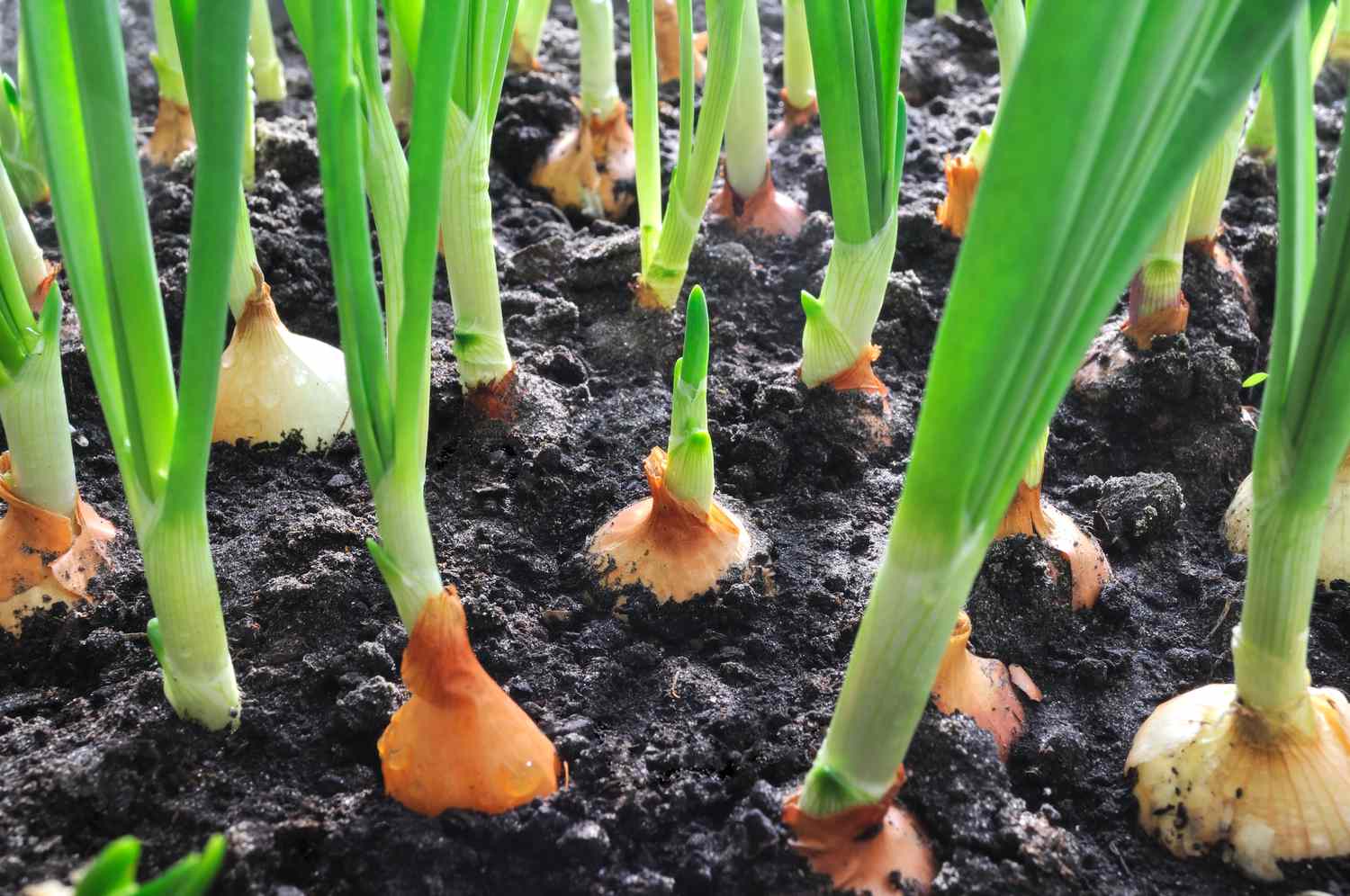 From Seed to Season: The Ultimate Guide to Growing Your Own Onions